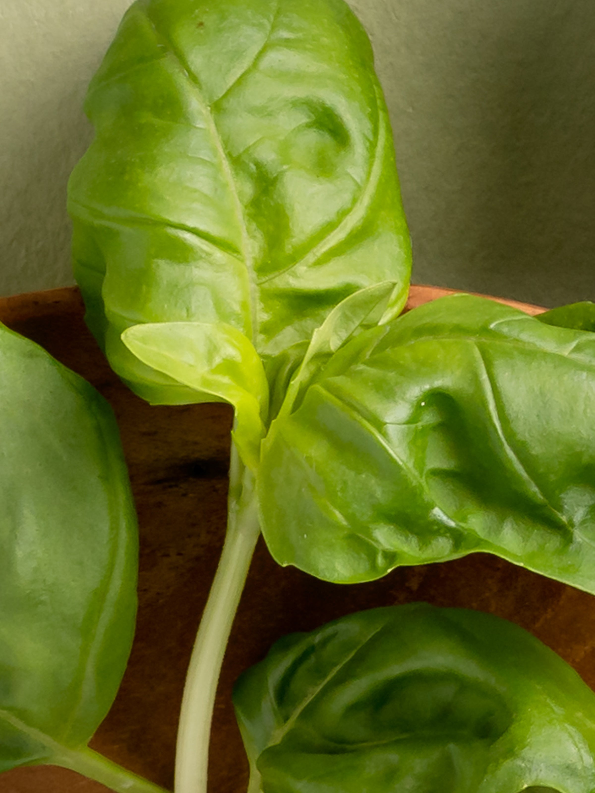 Neroli Basil - Enjoy Freshness Your Way