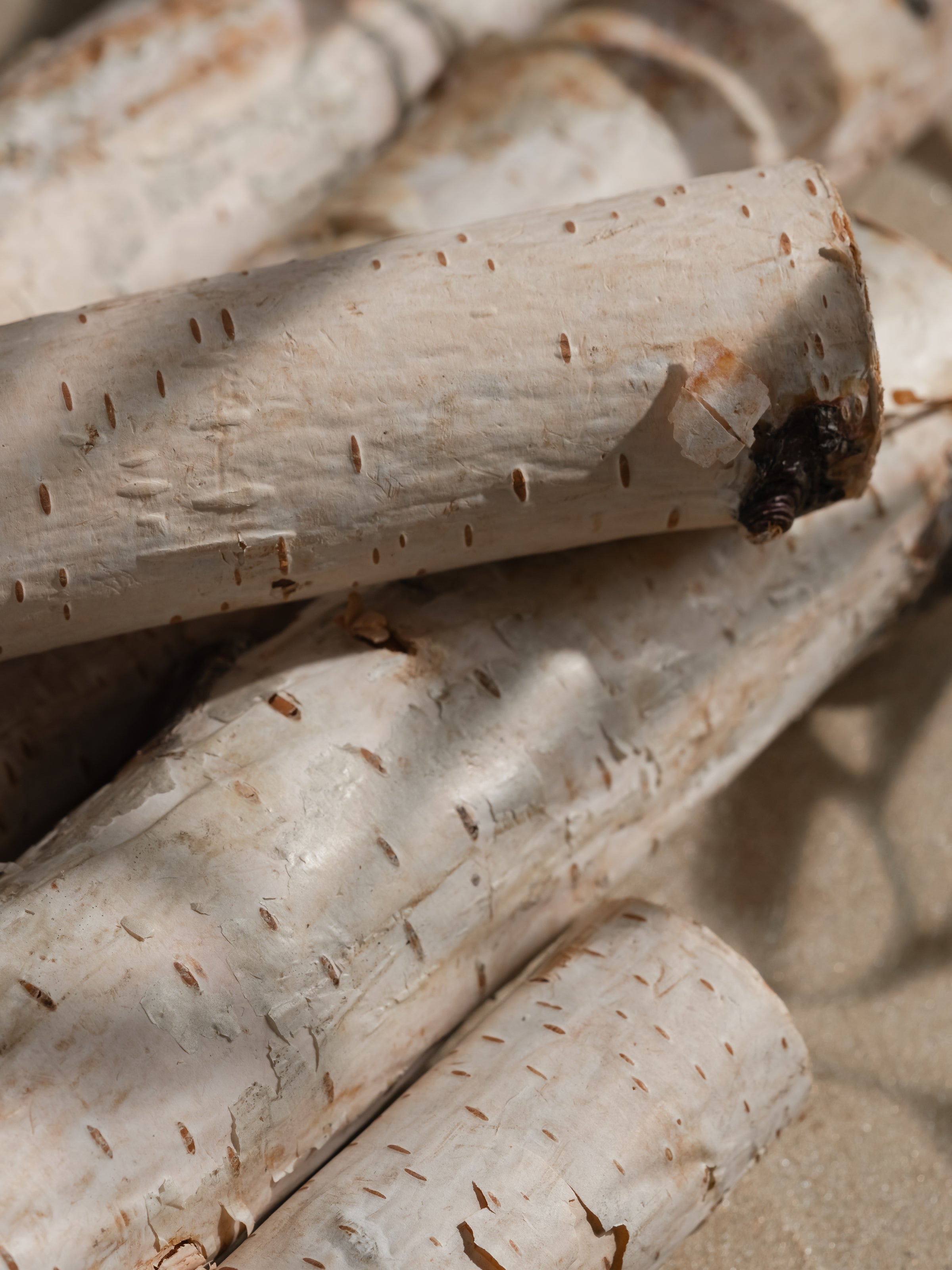 Woodland Spruce - Everyday Freshness Made Simple