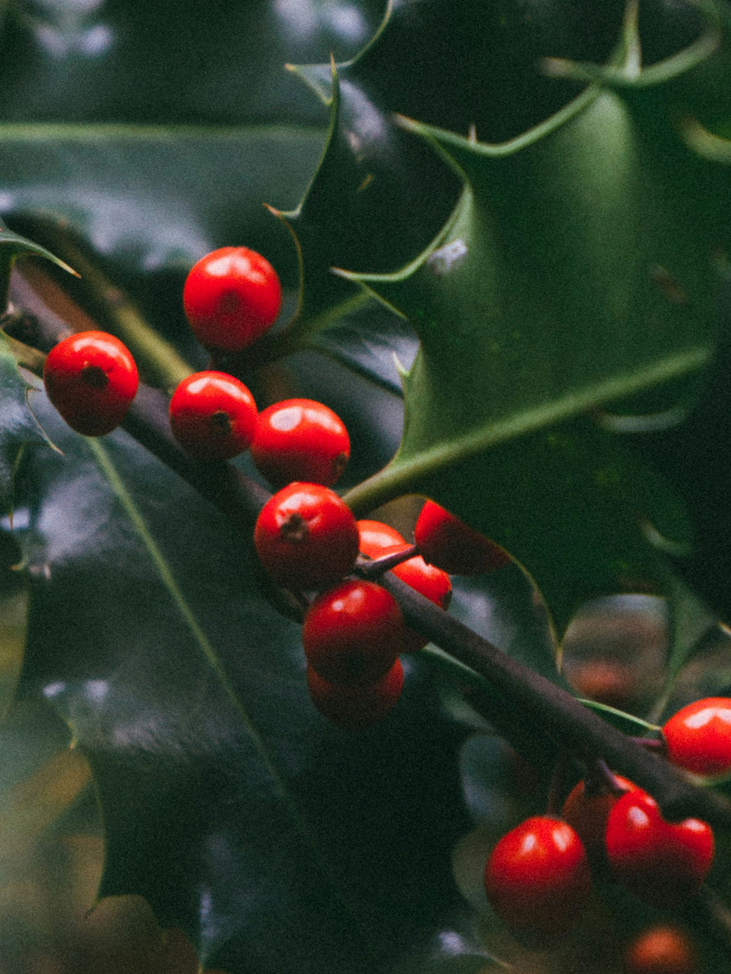 Mistletoe Kiss - Scents That Feel Like Home