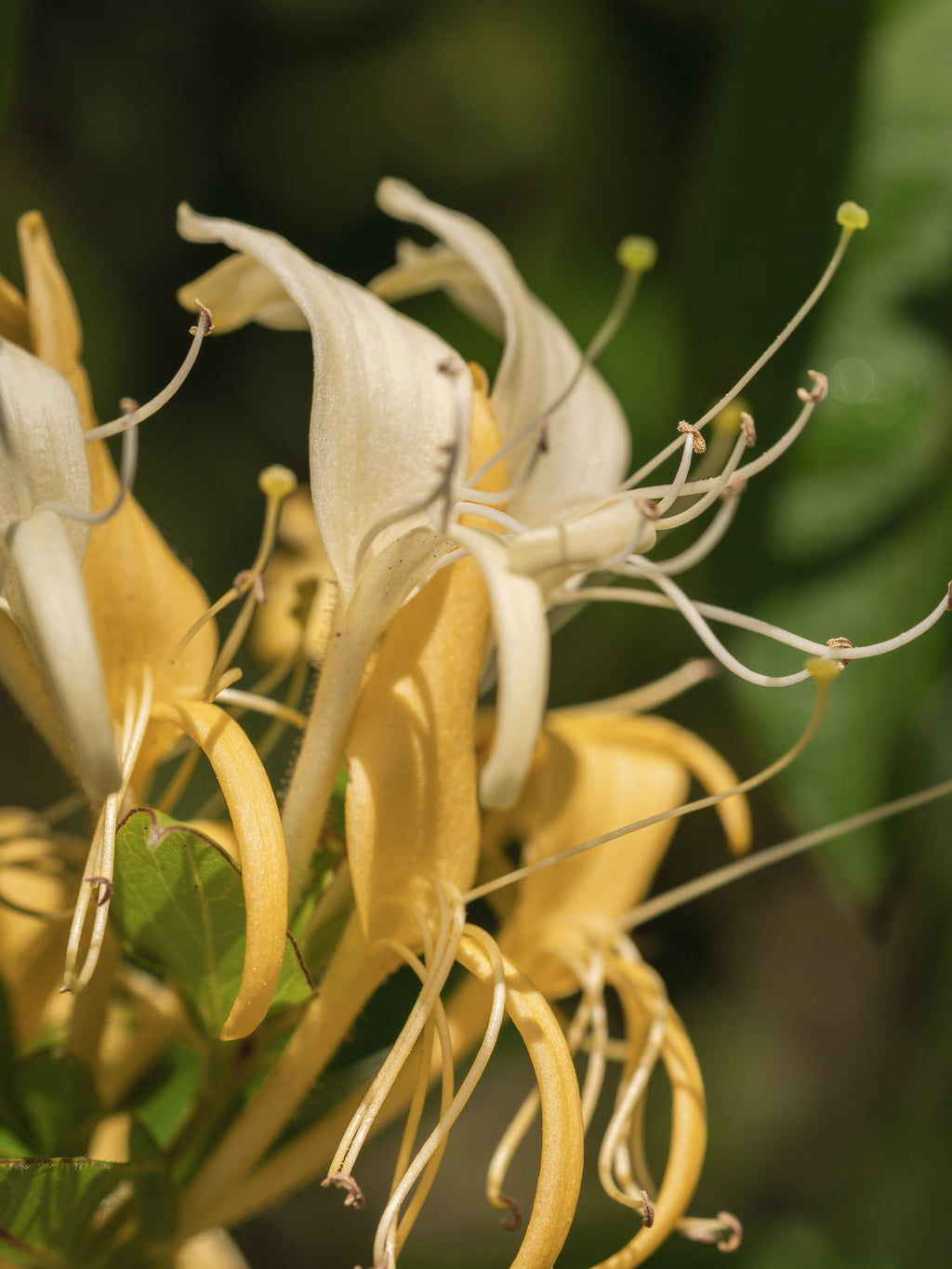 Wild Honeysuckle - Car Scents Made Smarter