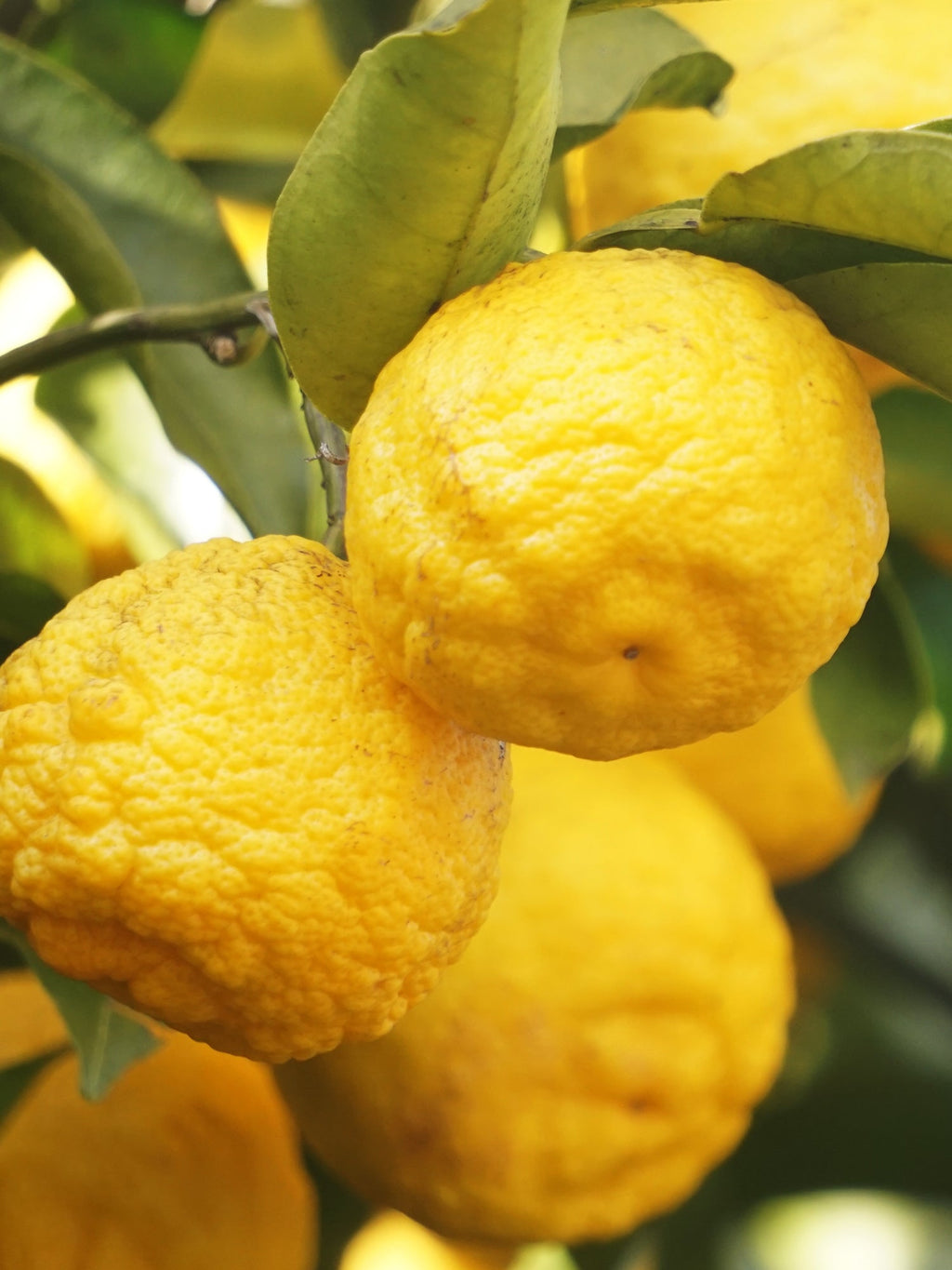 Sunlit Yuzu & Neroli - Turn Ordinary Rooms Into Fresh Spaces