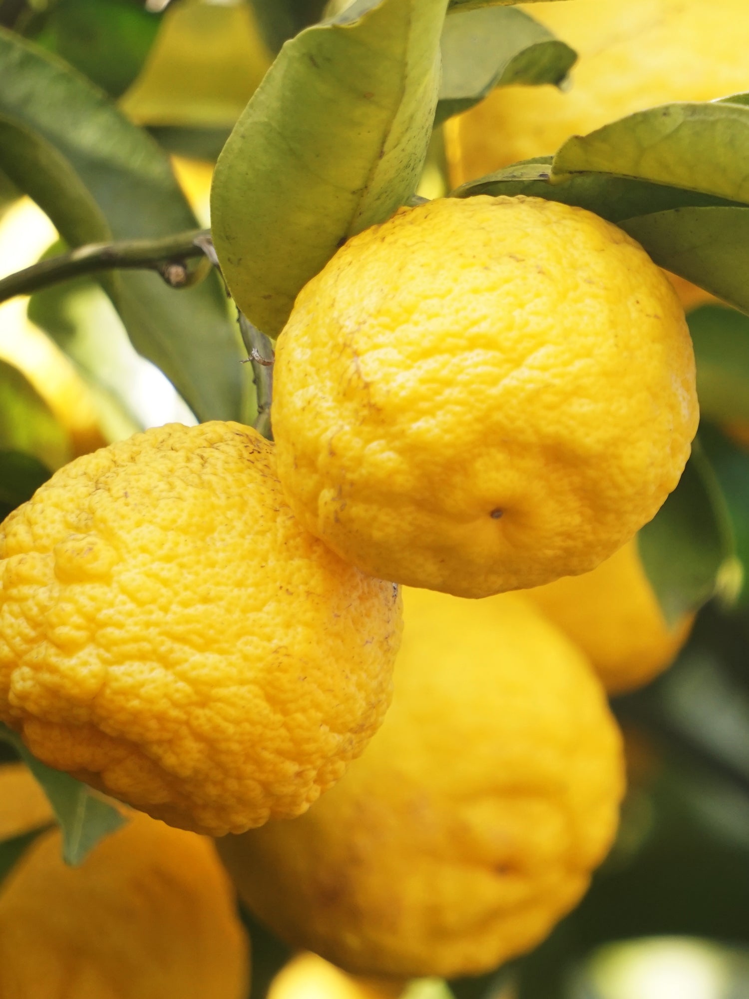 Sunlit Yuzu & Neroli - Turn Ordinary Rooms Into Fresh Spaces