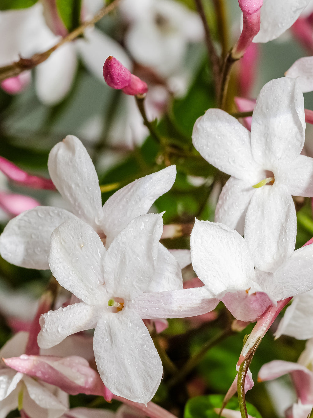 Flowering Currant - Home Scents for Every Style