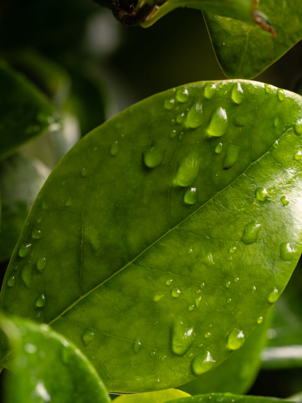 Citrus Leaves - Create Freshness on Demand