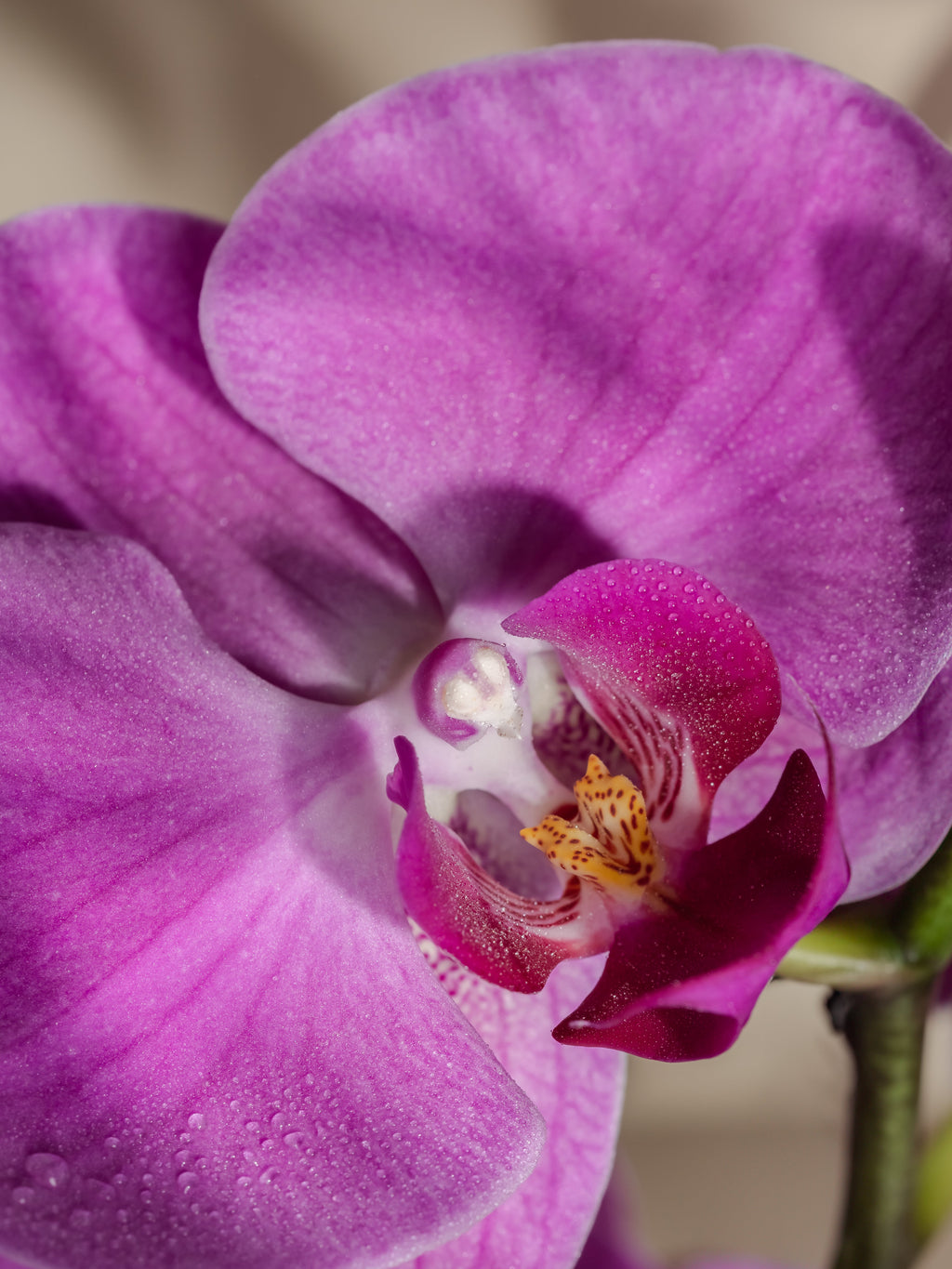 Aloha Orchid - Make Home Feel Fresh Again