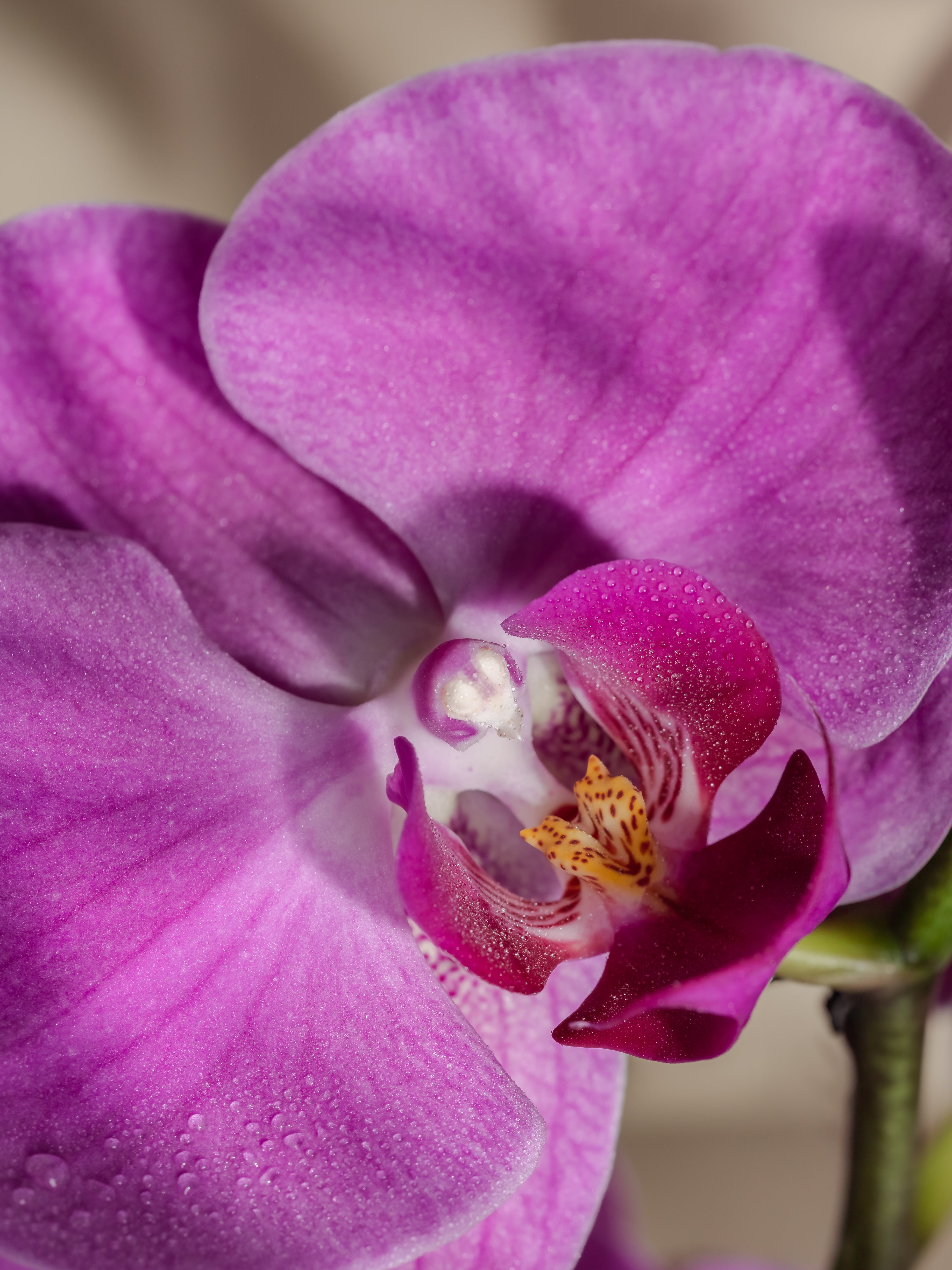 Aloha Orchid - Make Home Feel Fresh Again
