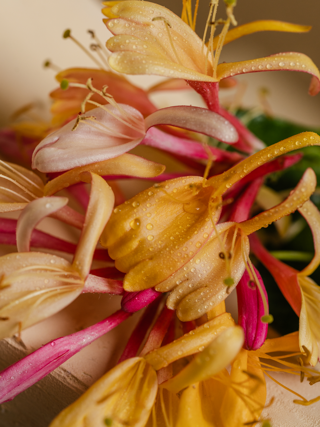 Honeysuckle - Your Scented Home Starts Here
