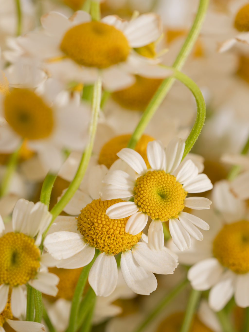 Chamomile Lavender - Turn Ordinary Rooms Into Fresh Spaces