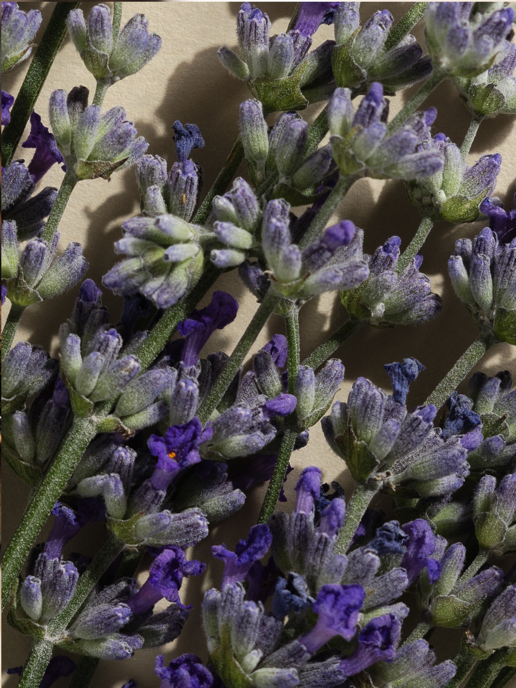 Lavender Balsam - Home Fragrance Made Personal