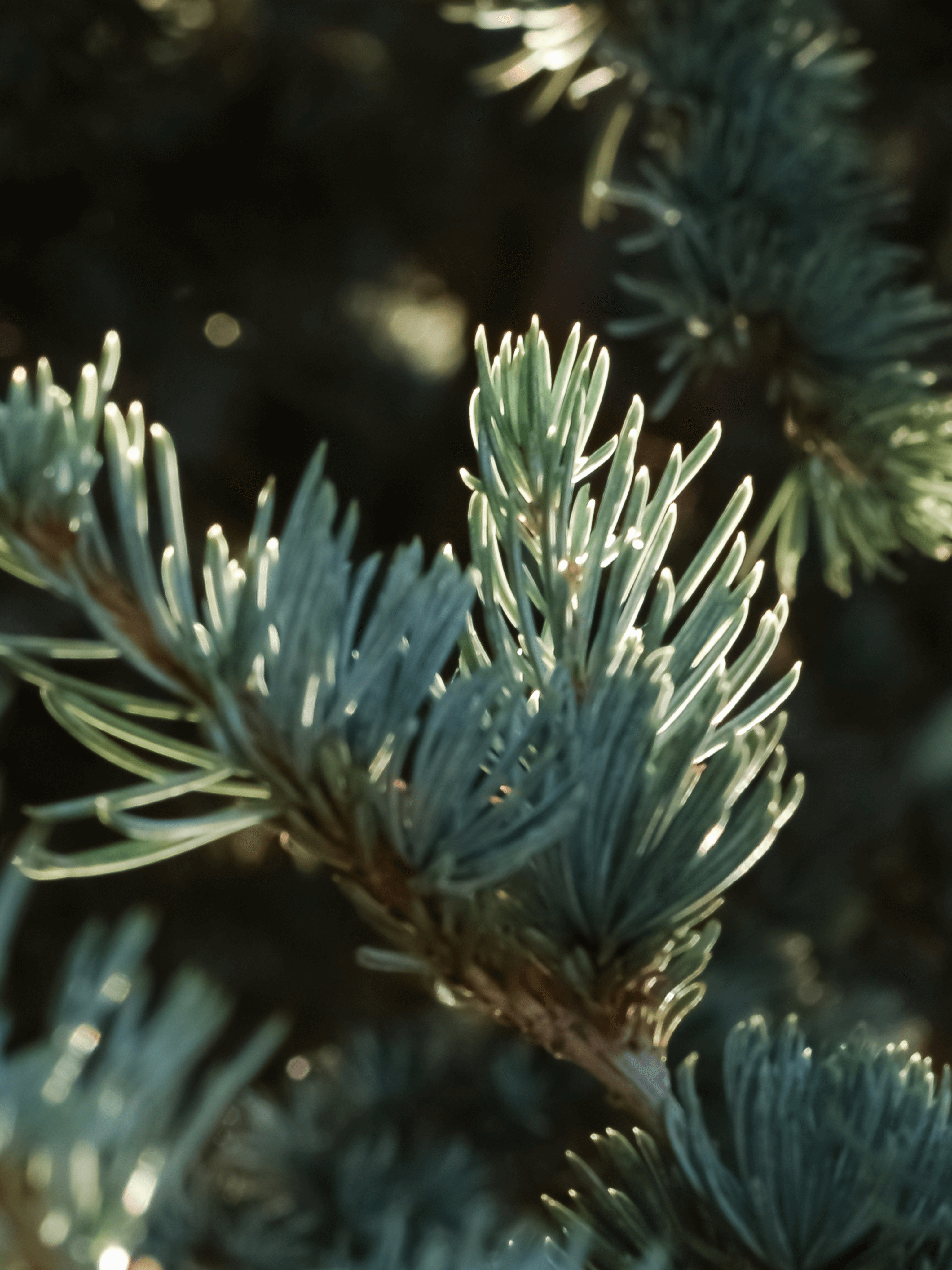 Spruce in Mist - Better Home Scent Starts Here