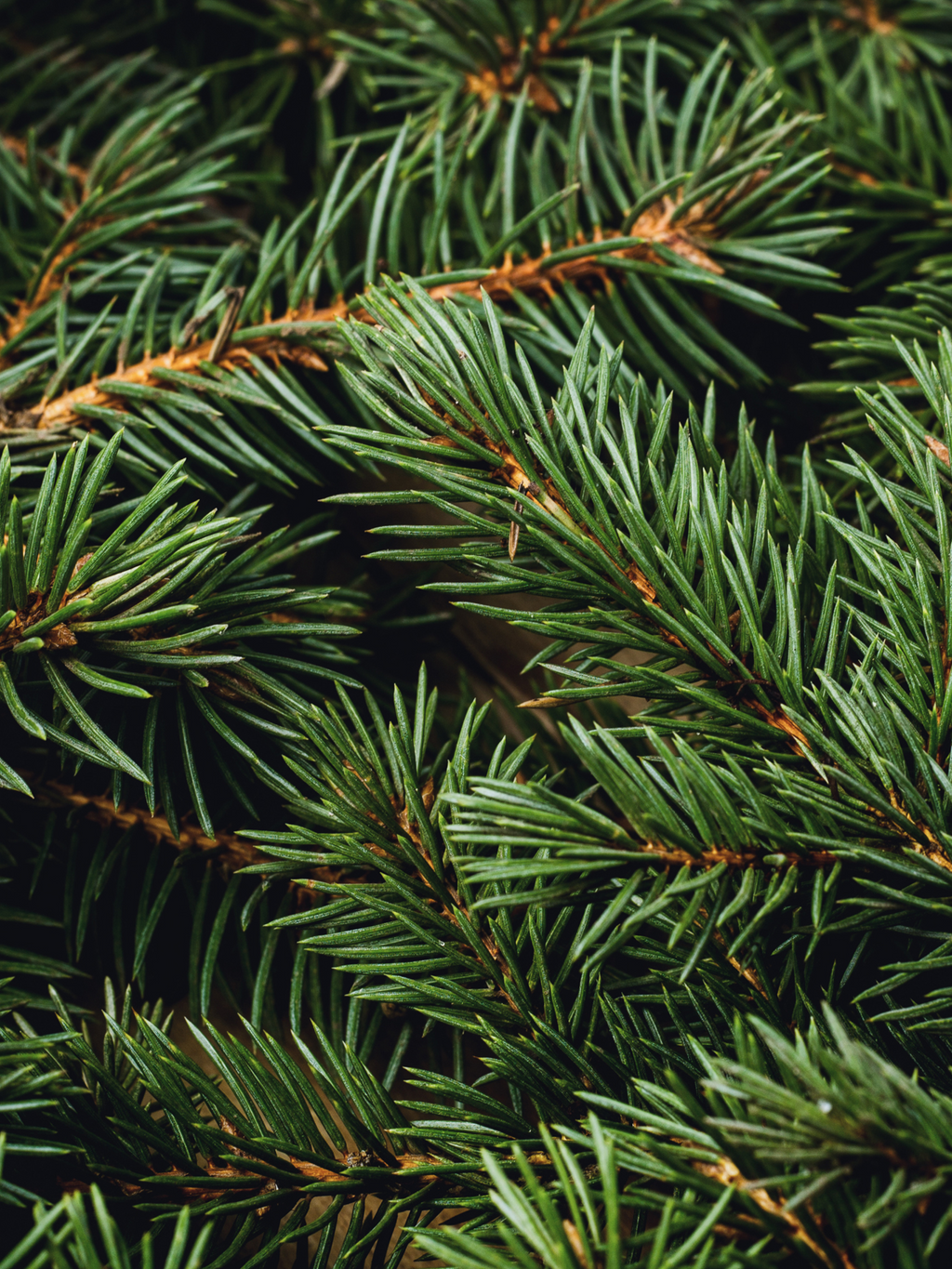 Swiss Pine & Eucalyptus - Your Home Scent Upgrade