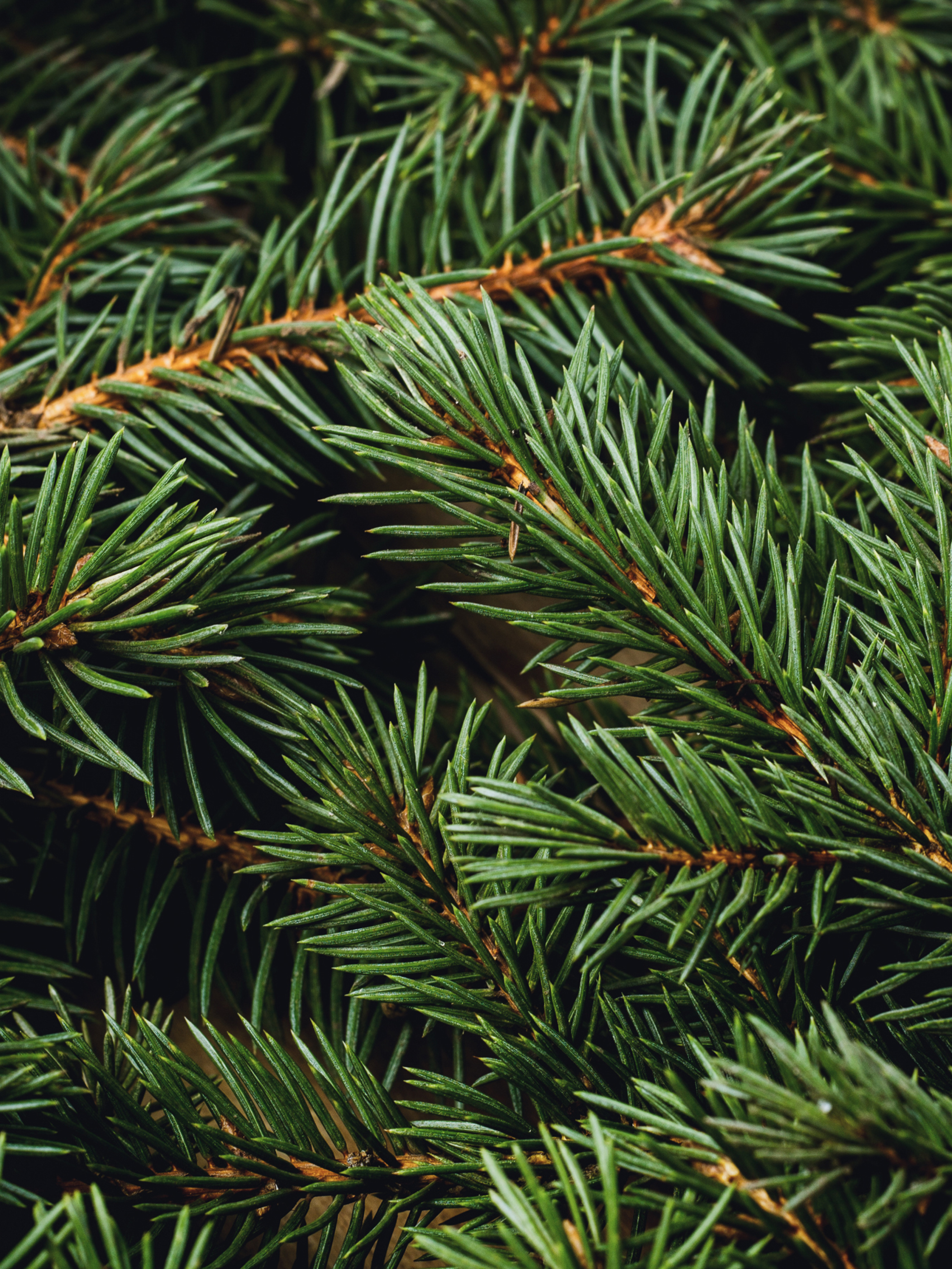 Swiss Pine & Eucalyptus - Your Home Scent Upgrade