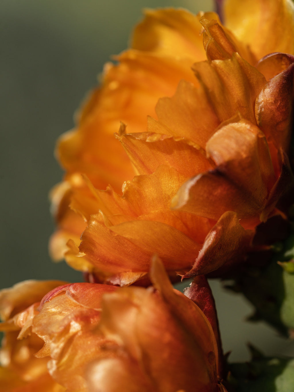 Cactus Flower - Refresh Your Space Your Way