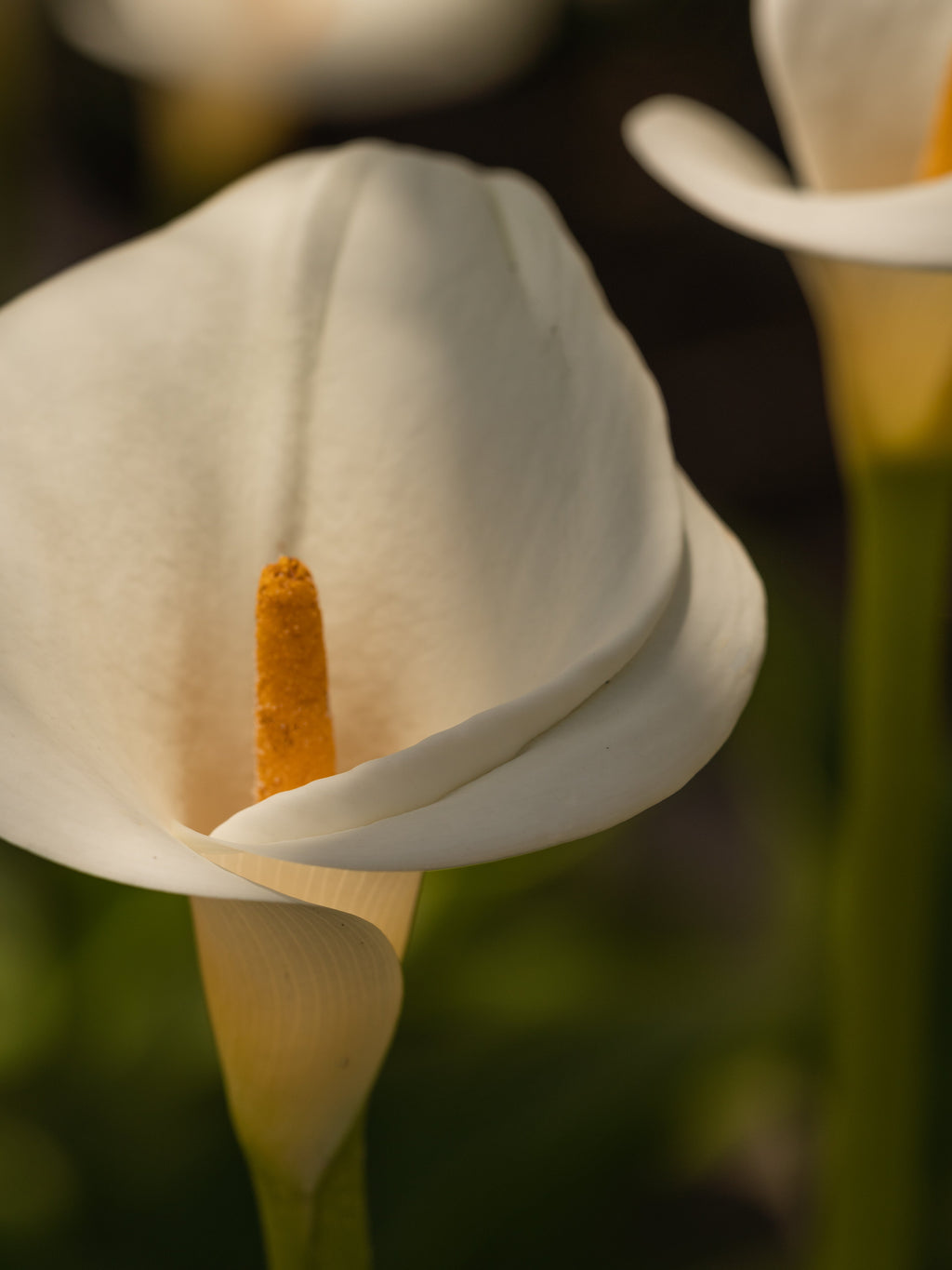 White Flower No. 42 - Make Room for Freshness