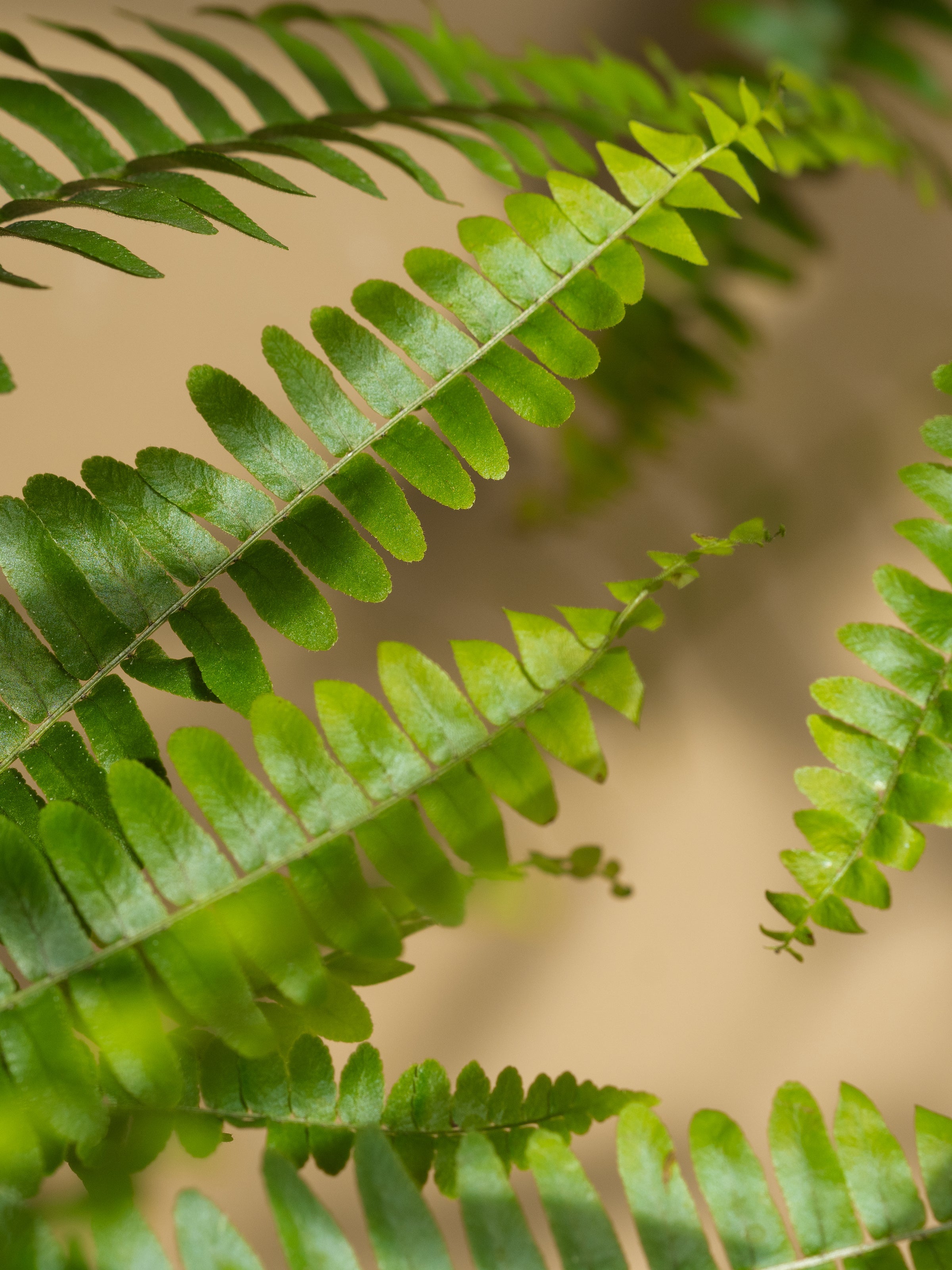 Fern + Moss - Bring Home a Better Scent