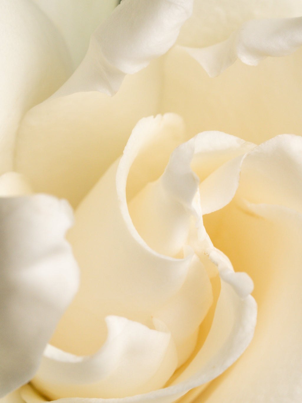 Fresh Cut Gardenia - Discover Freshness for Home