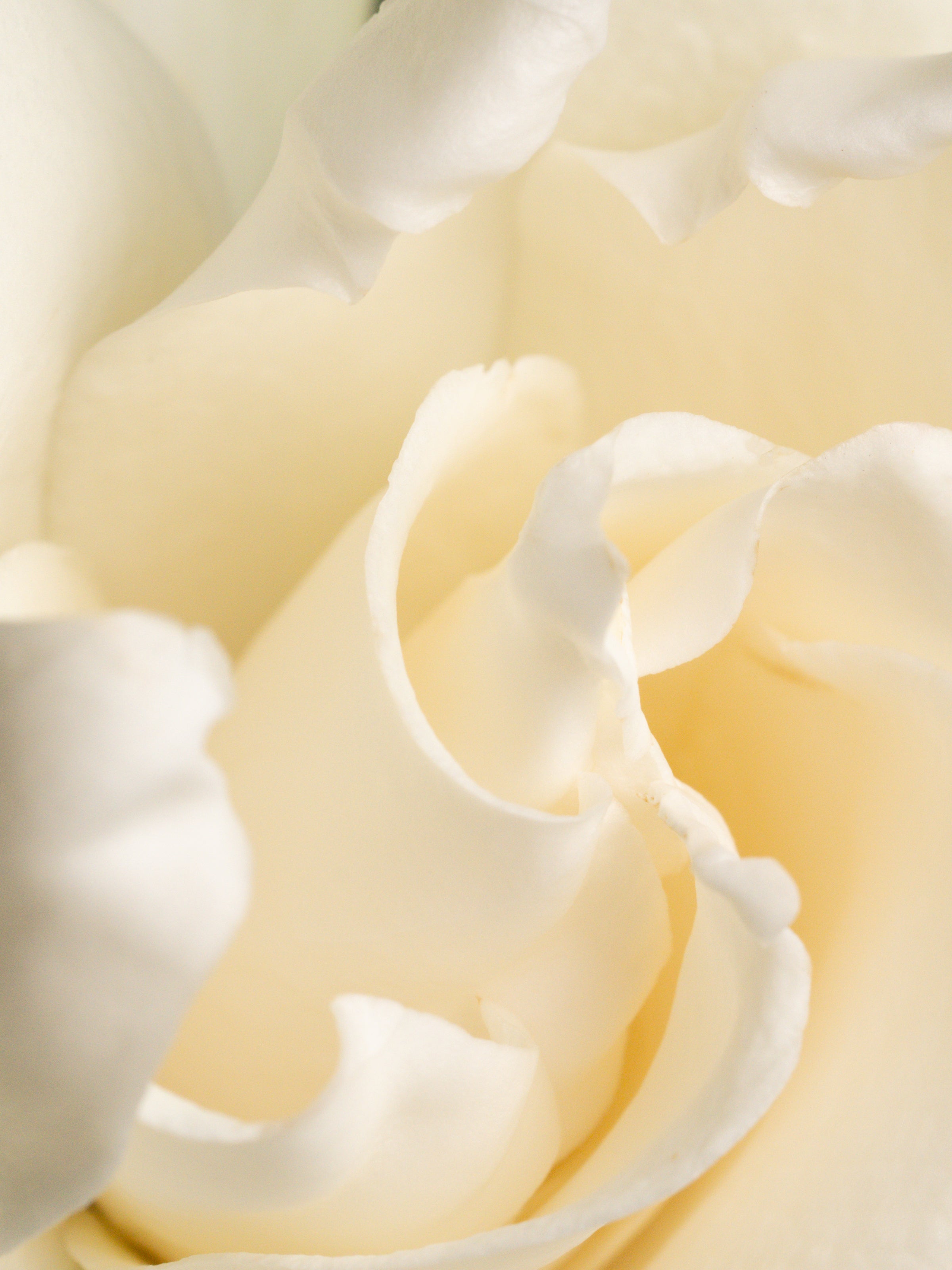Fresh Cut Gardenia - Discover Freshness for Home