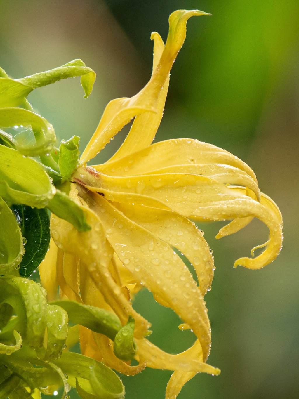 Nigeria: Hope for Tomorrow - Find a Scent You Love