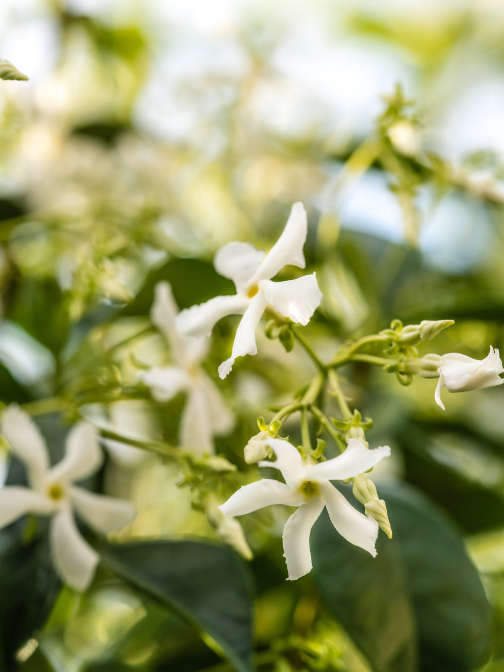 Atmosphere - Scent That Makes Home Better