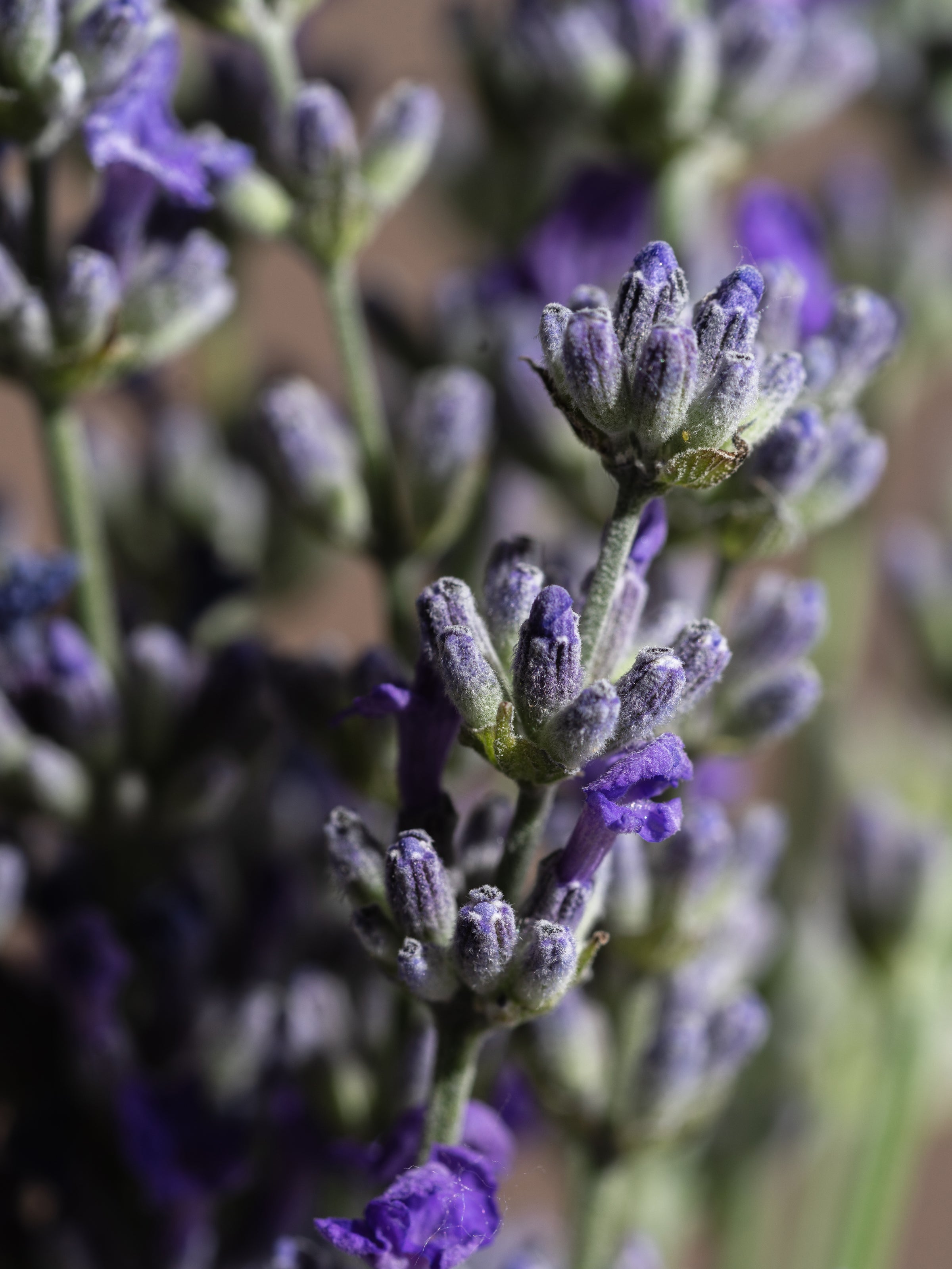 Cedar Leaf & Lavender - Turn Up the Home Freshness