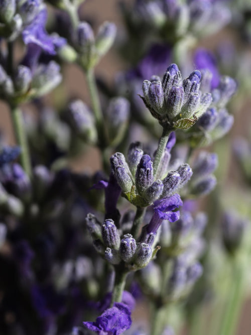 Cedar Leaf & Lavender - Turn Up the Home Freshness
