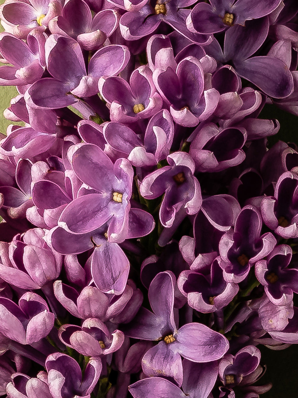French Lilac - Room Scent Made Simple