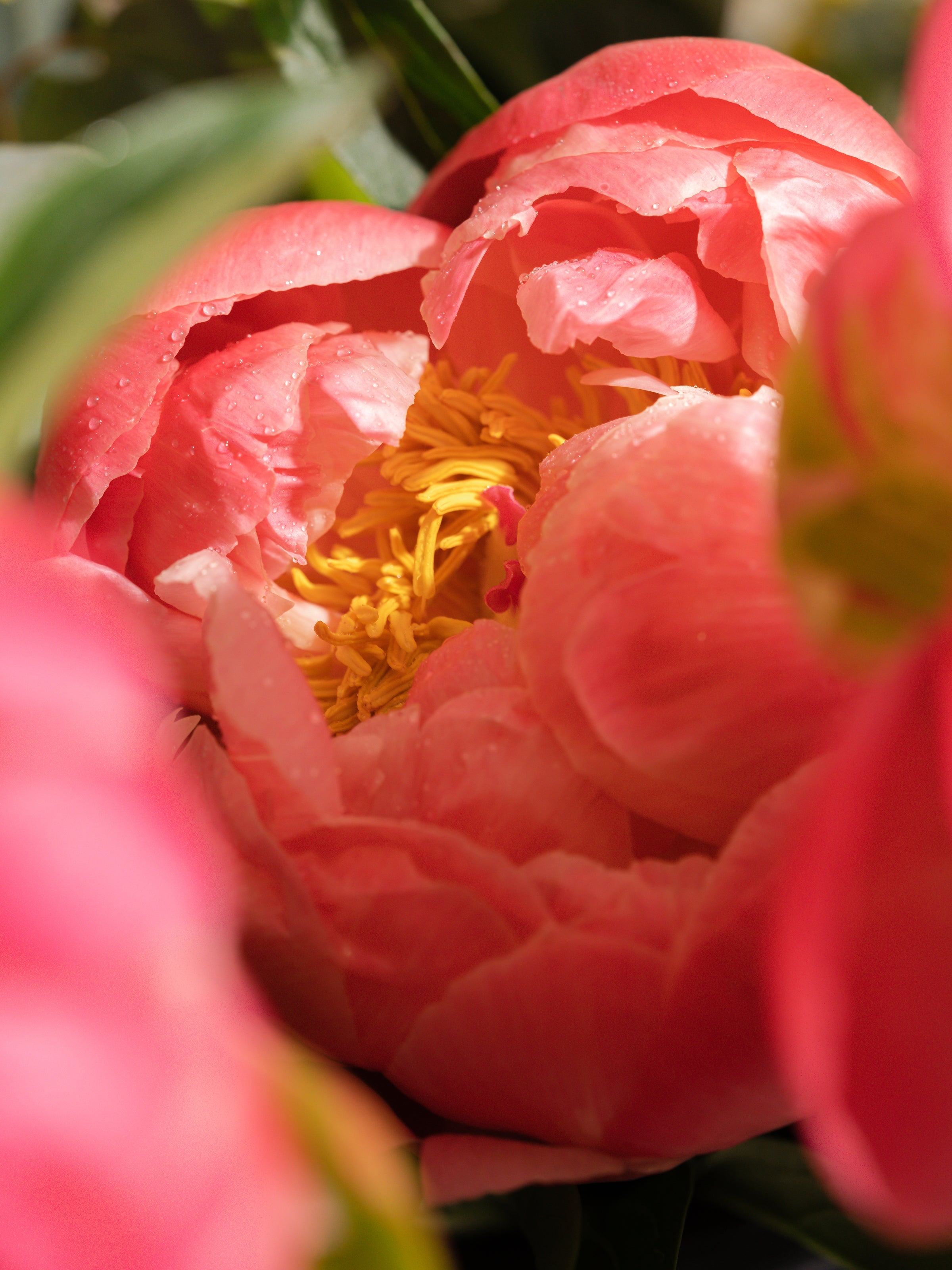 Santal Blush - Fragrance Refills for Every Mood