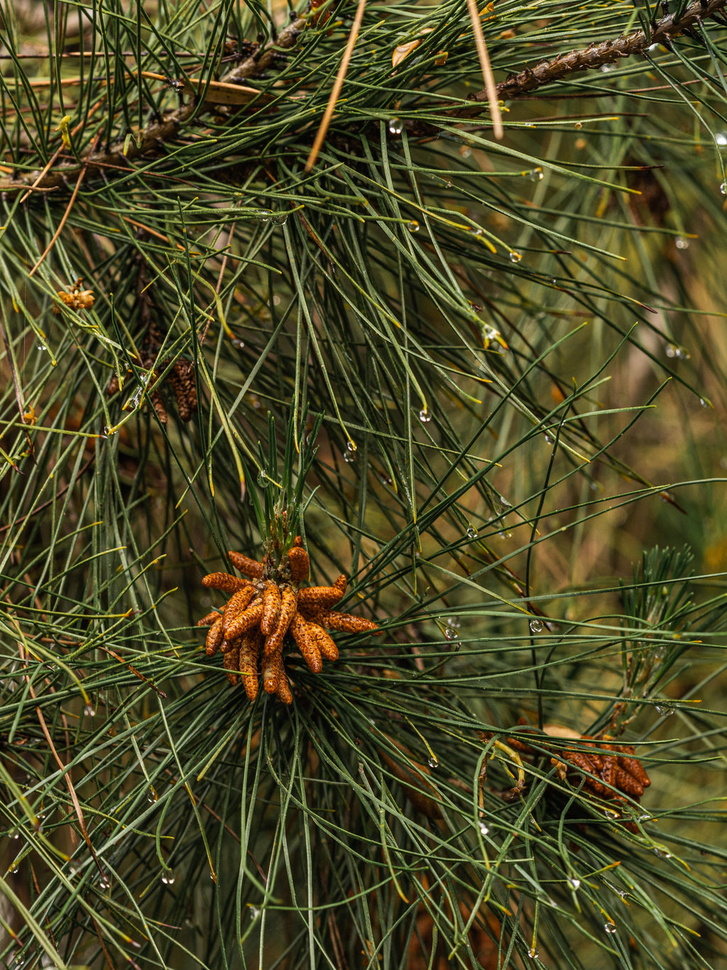 Crystal Pine - Choose a Better Home Scent
