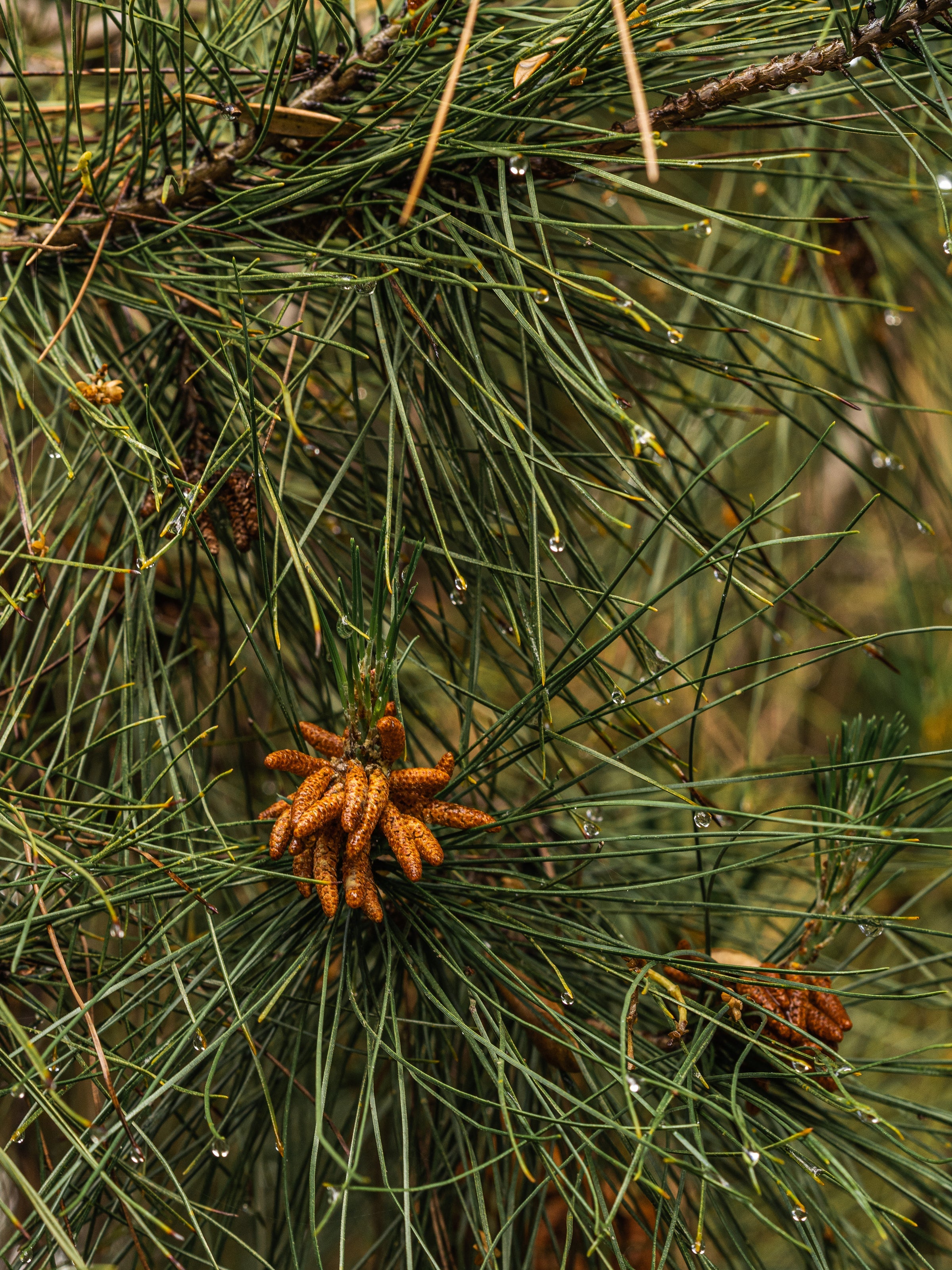 Crystal Pine - Choose a Better Home Scent