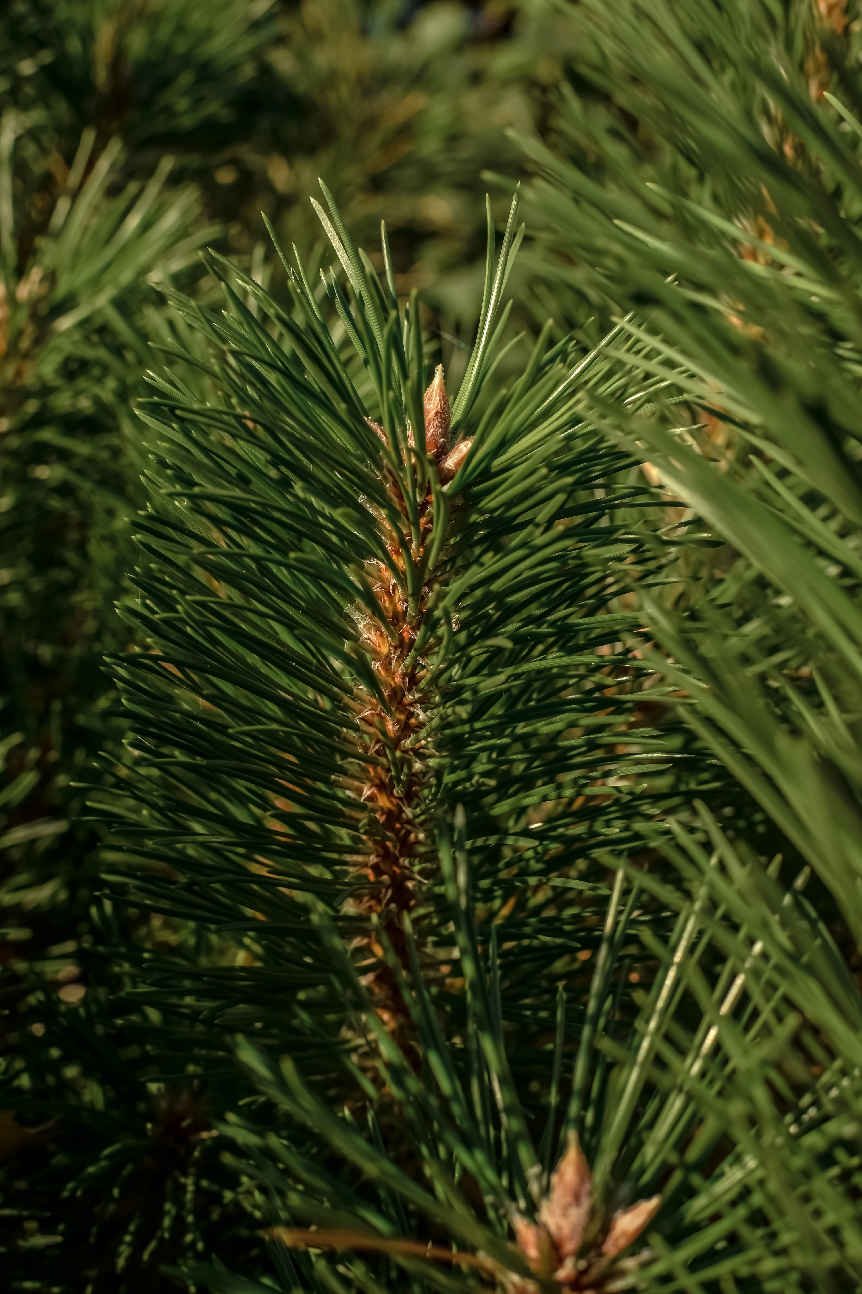 The Smell of Tree - Fragrance for Every Moment