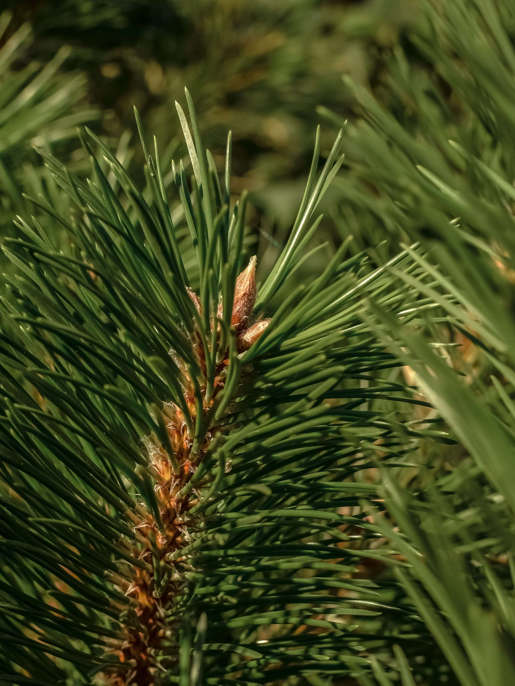 Frasier Fir - Freshen Up Your Space