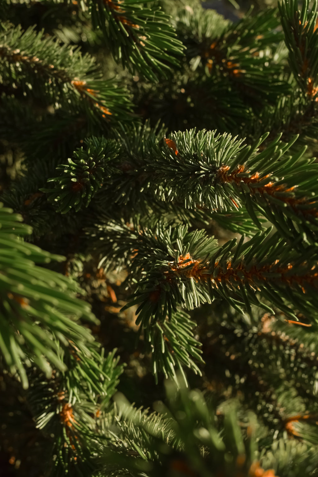 Fallen Fir - Freshen the Way You Live