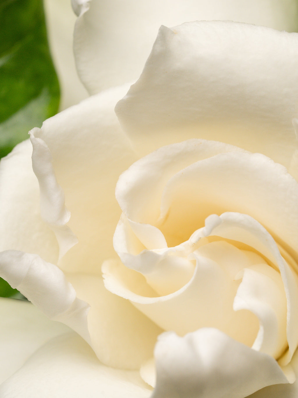 Night Gardenia - Your Fresh Home Routine
