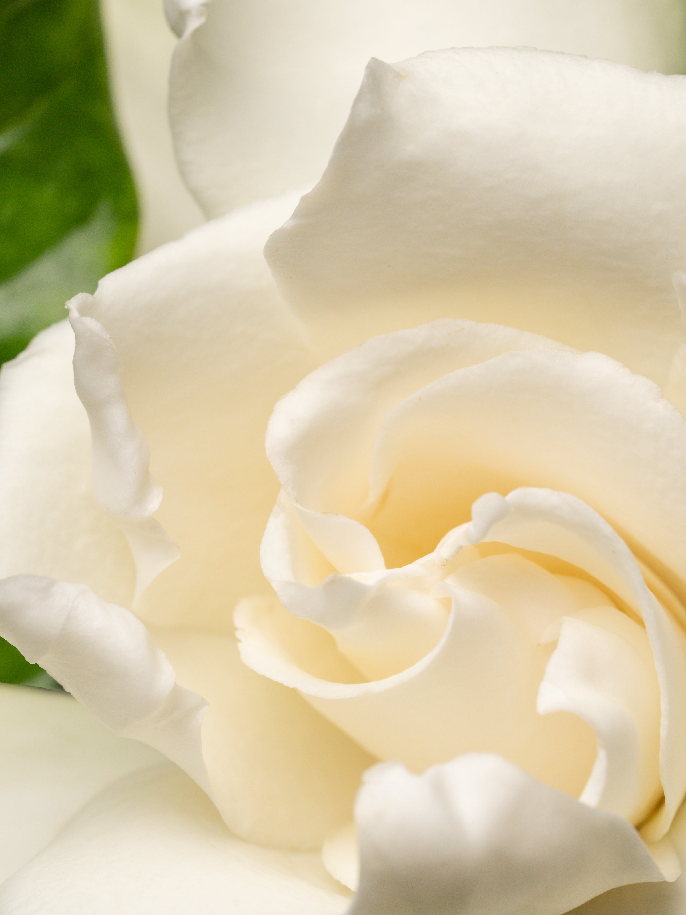 Night Gardenia - Your Fresh Home Routine