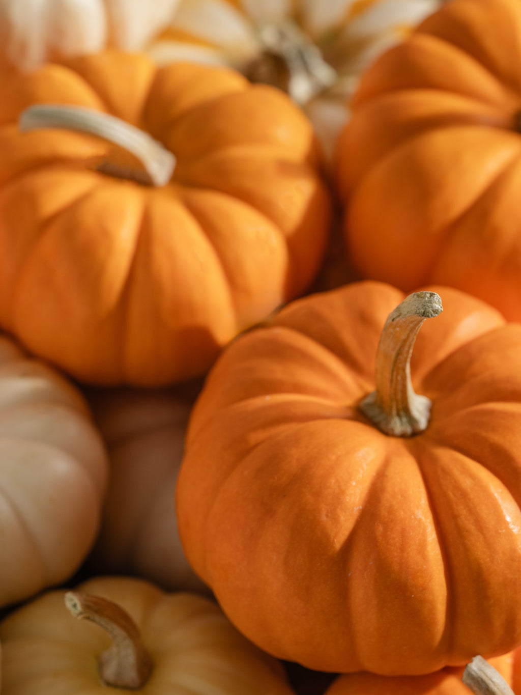 Pumpkin Laurel - Make Every Room More Enjoyable