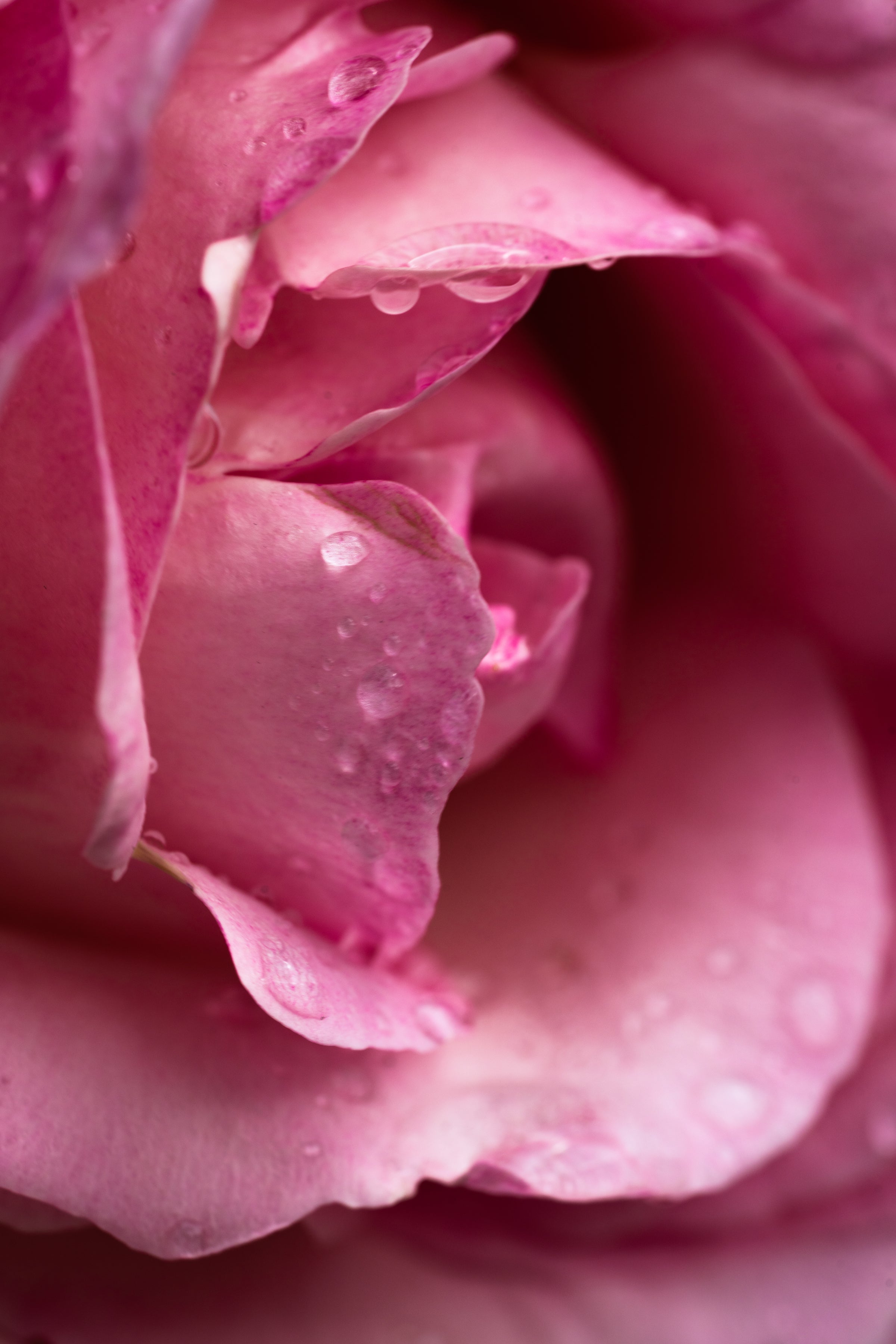 Himalayan Salt & Rosewater - Scented Moments Start Here