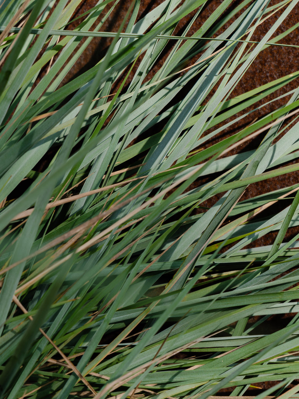 White Vetiver - Create Fresh Comfort at Home