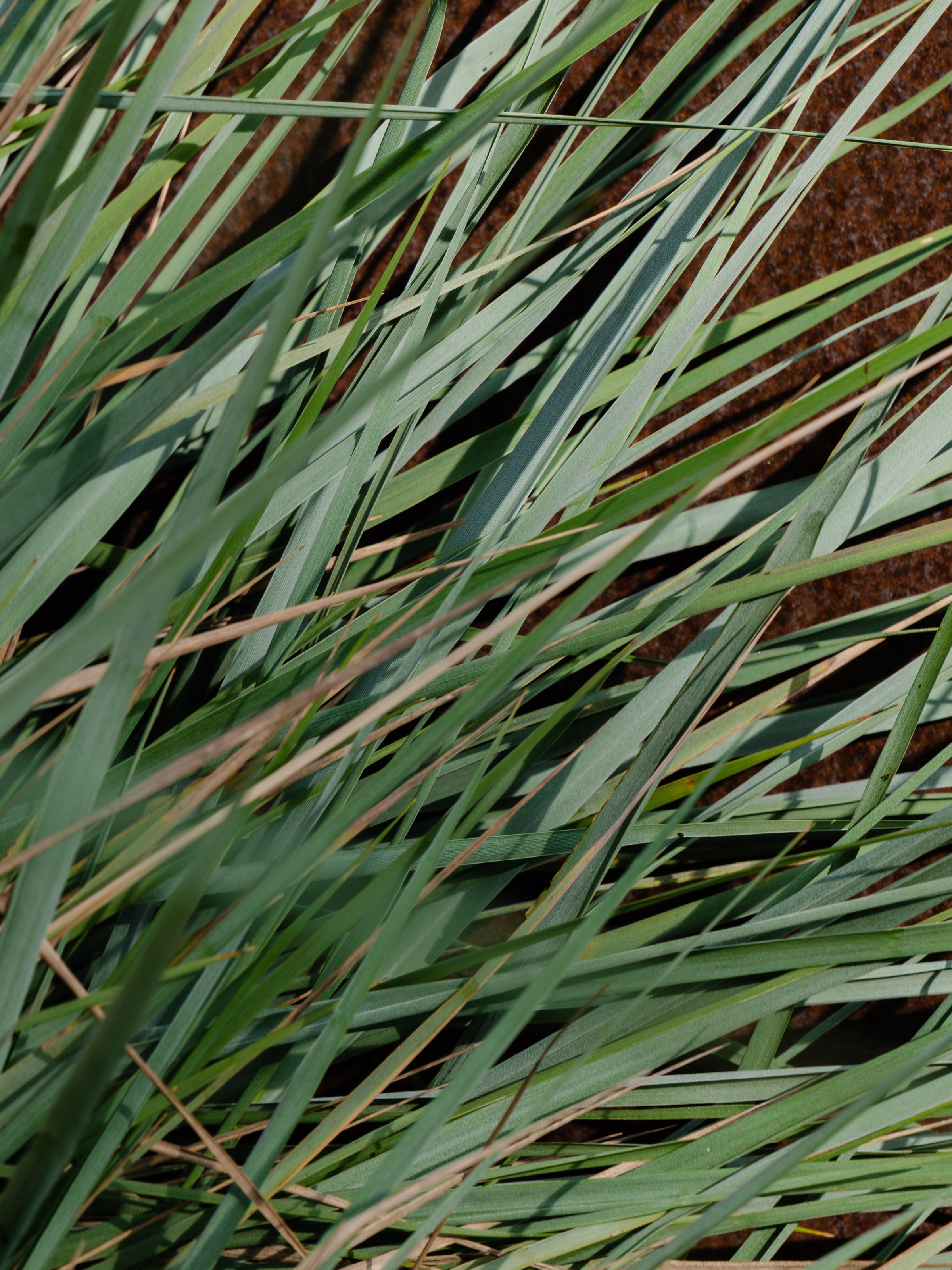White Vetiver - Create Fresh Comfort at Home