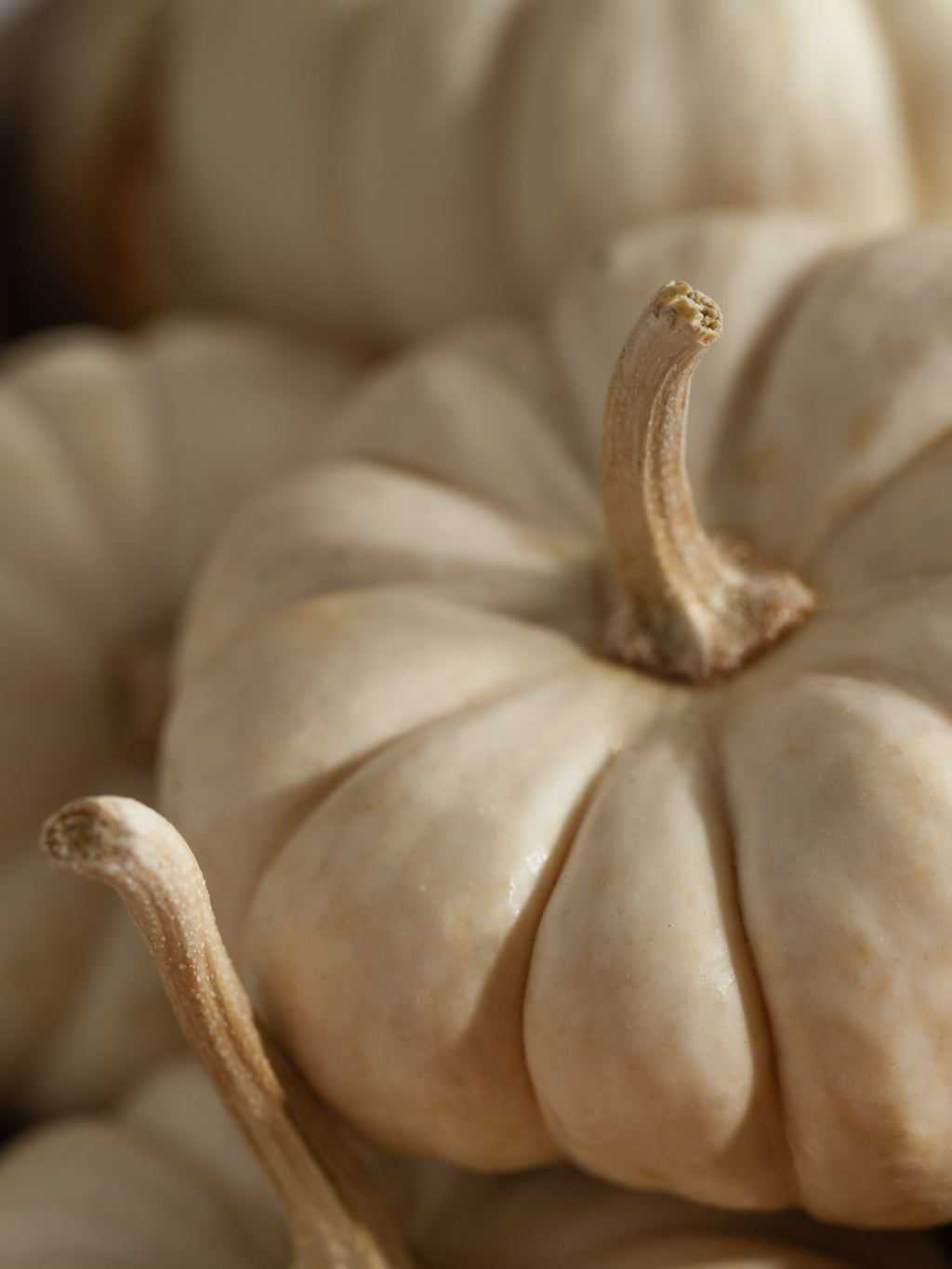 White Birch & Pumpkin - Fresh Rooms Start With Scent